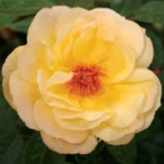 Rosa 'Arthur Bell' 4.5L 04-Rose, Floribunda - KeansClaremorris