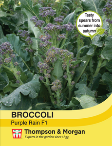 Broccoli Purple rain F1