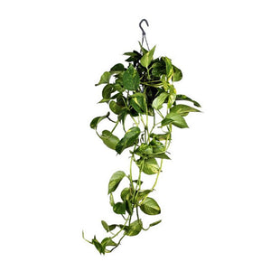 Epipremnum pinnatum (hanging) / P15, hanging pot