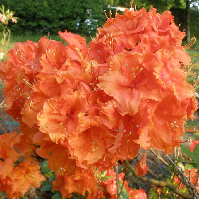 Azalea Deciduous Gibraltar 3LT with bright orange flowers, hardy to -20°C, 150-175cm tall, blooms May-June | Keans