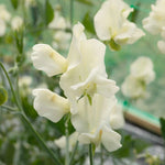 Load image into Gallery viewer, Sweet Pea Cathy

