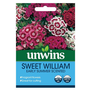 Sweet William Early Summer Scented
