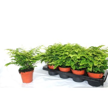 Adiantum raddianum 'Fritz-Luthi' fern in P12 pot, delicate green fronds, available at Keans Claremorris.