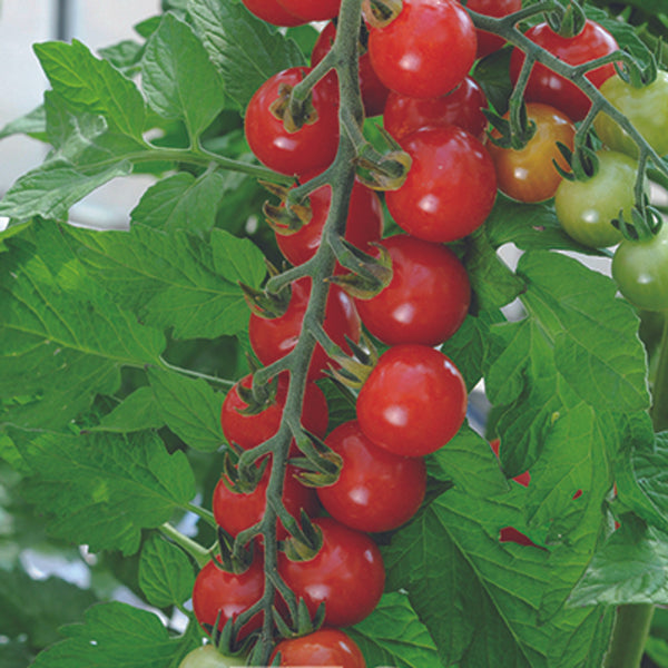 Tomato Sweet Aperitif J1-A4 cherry tomatoes, sweet and acidic, shiny red 12g fruits, 150 per plant, Keans Claremorris