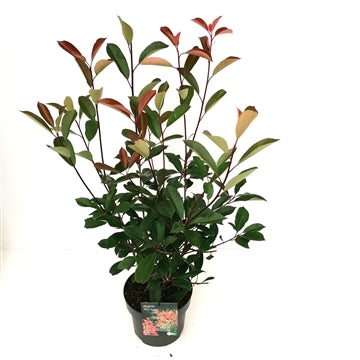 Photinia × fraseri Red Robin shrub, 30-40cm, red foliage, hardy to -12°C, 2L pot – Keans Claremorris