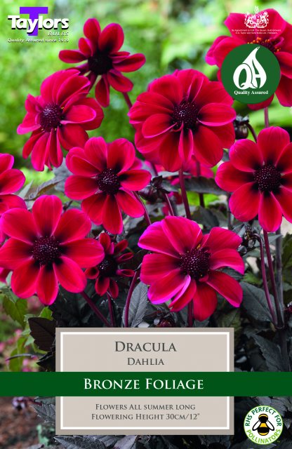 1 Dahlia Dracula