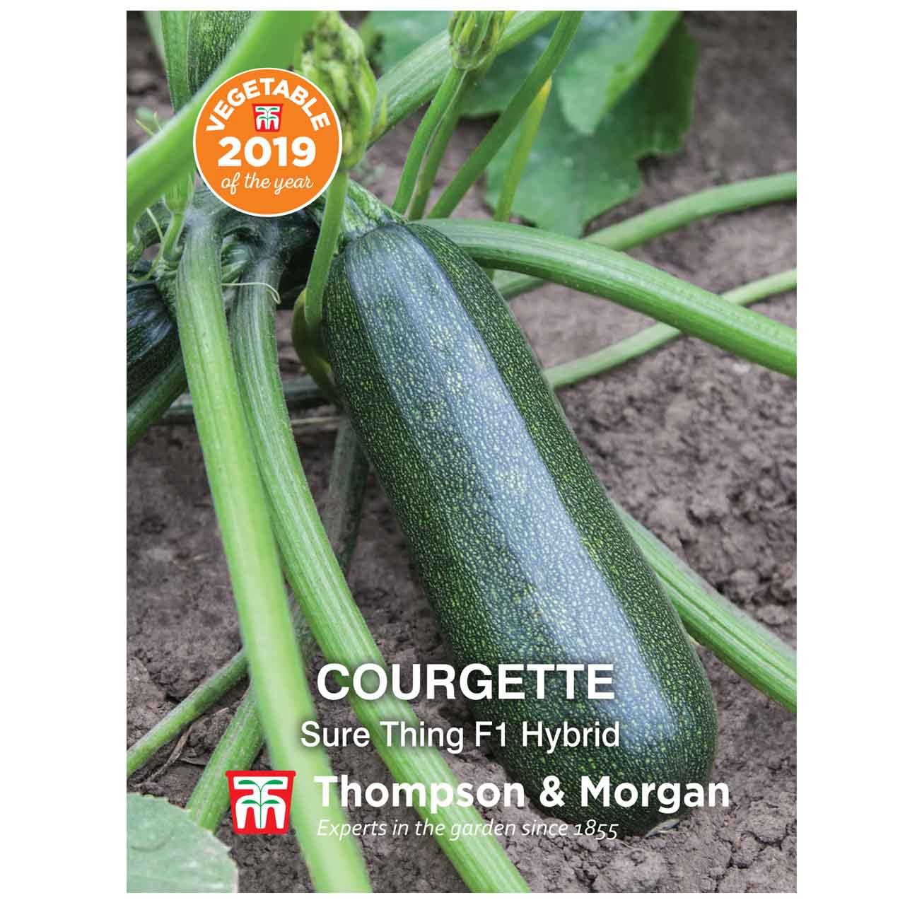 Courgette (Sure Thing F1 Hybrid)