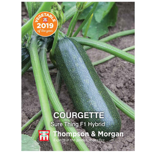 Courgette (Sure Thing F1 Hybrid)