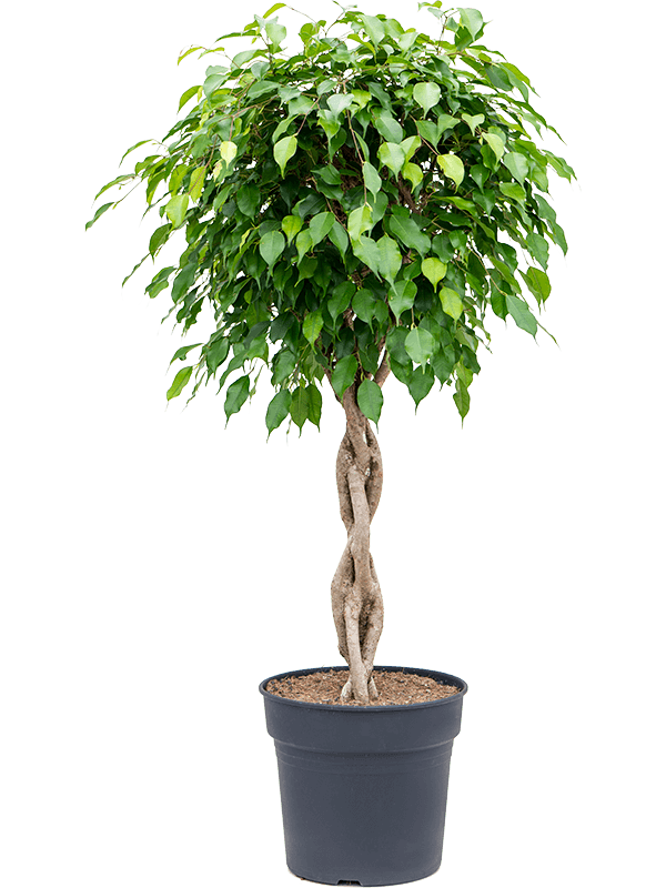 Ficus benjamina 'Exotica' braided stem