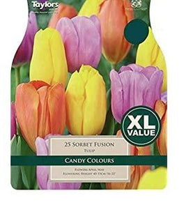 Tulip Sorbet Fusion Combination Pack of  25