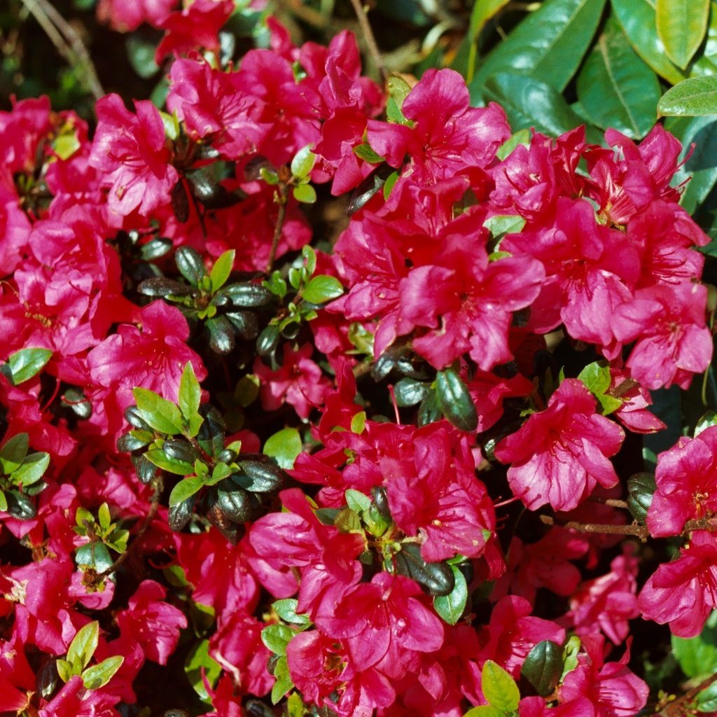 Azalea Jap Maruschka 2LT Evergreen with red flowers, dark green foliage, 40cm height, hardy to -20°C, RHS Award – Keans