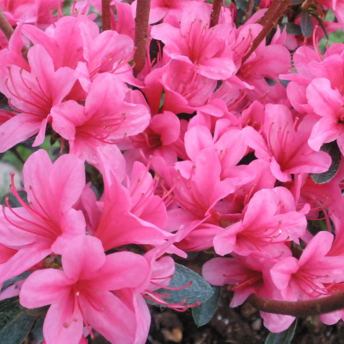 Pink Azalea Jap Silvester 2LT Evergreen shrub with large upright flowers, May bloom, hardy to -15°C, 75-100cm tall - Keans