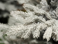 Grandis Fir Frosted 240cm Christmas Tree display model – 8ft artificial tree at Keans Claremorris