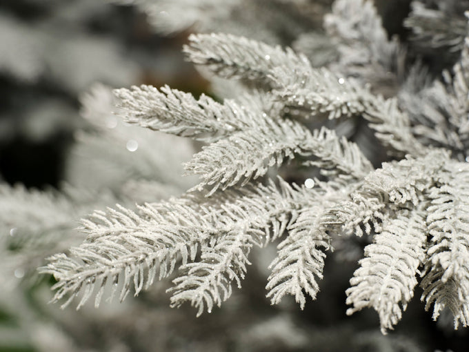Grandis Fir Frosted 240cm Christmas Tree display model – 8ft artificial tree at Keans Claremorris