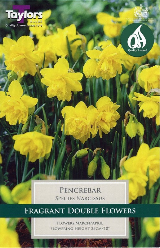 7 Narcissus Pencrebar
