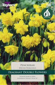 7 Narcissus Pencrebar