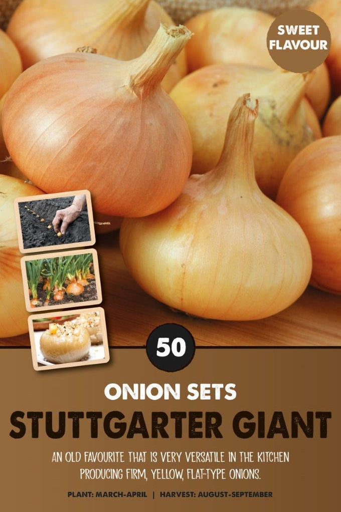 Onionsets Stuttgarter Giant - KeansClaremorris