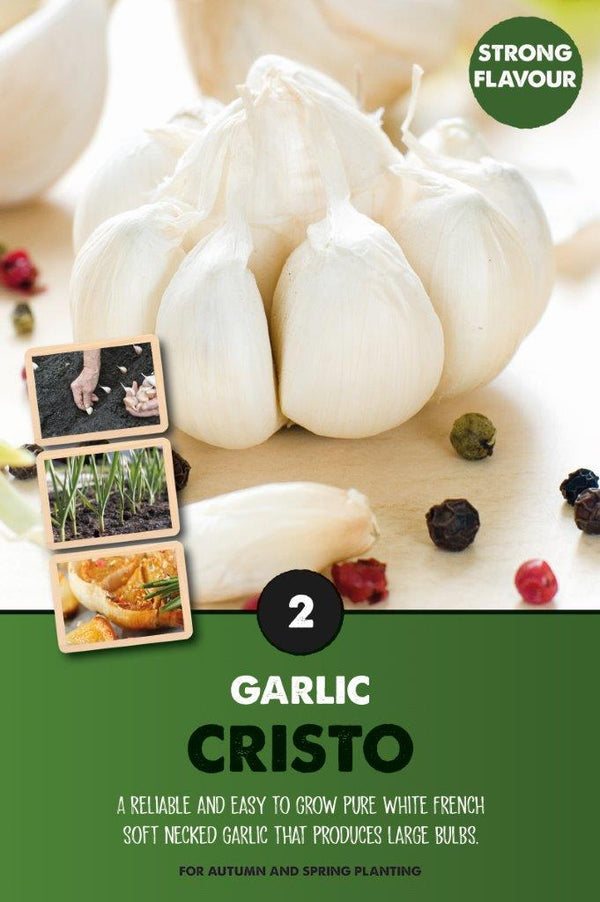 Garlic Cristo soft-necked garlic with large white bulbs, strong flavor, easy to grow – Keans Claremorris