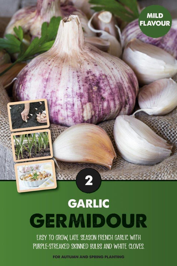 Garlic Germidour purple bulbs with large white cloves, mild flavor, fast-growing French variety – Keans Claremorris