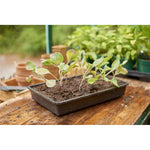 Load image into Gallery viewer, Stewarts Essentials Seed Tray
