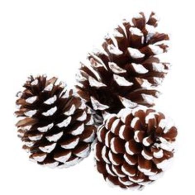 Natural pinecones with white frosted tips, 15cm, pack of 3, perfect for Christmas décor – Keans Claremorris.