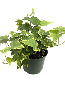 Hedera Variegated Ivy houseplant in 9cm pot, evergreen trailing plant, bright indirect light, Keans Claremorris.