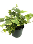 Load image into Gallery viewer, Hedera variegated Ivy
