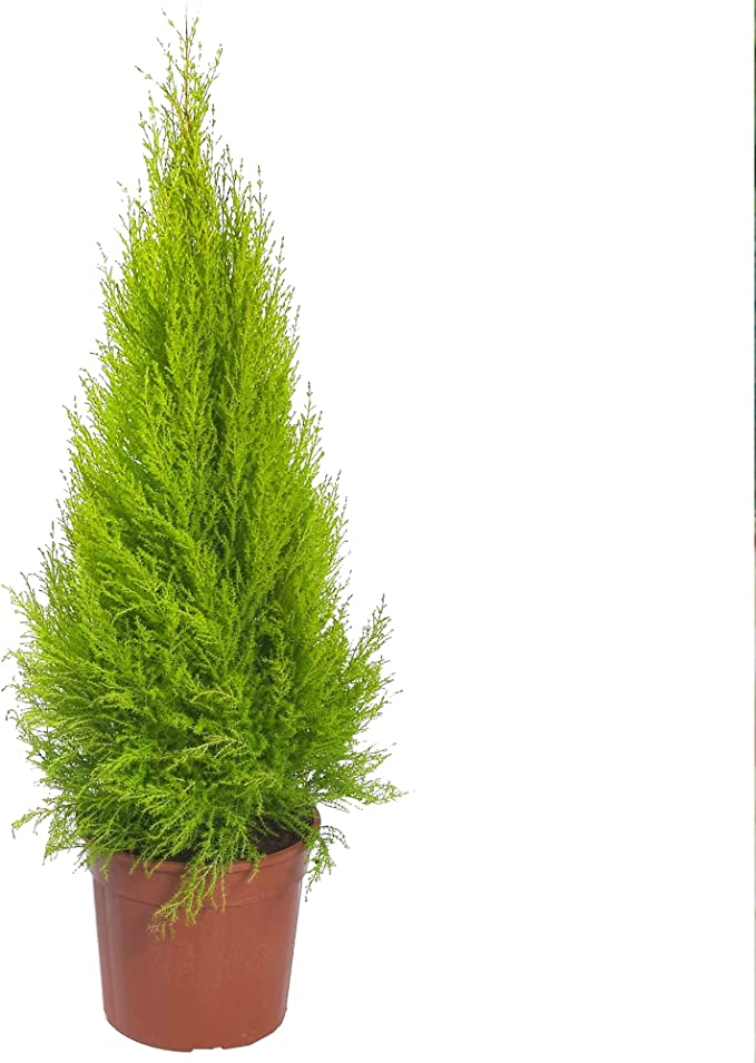 Cupressus m. (Goldcrest) 'Wilma' bright lemon-green conifer, narrow shape, easy care, ideal for pots and window boxes –