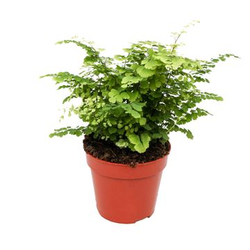 Adiantum raddianum 'Fritz-Luthi' fern in 12cm pot, lush green foliage, from Keans Claremorris.