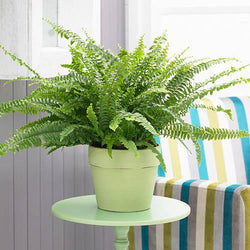 Nephrolepis exal. 'Green Lady' Boston Fern in 12cm brown pot, air-purifying, non-toxic, ideal bright indirect light – Keans