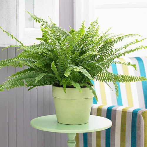 Nephrolepis exal. 'Green Lady' Boston Fern in 12cm brown pot, air-purifying, non-toxic, ideal bright indirect light – Keans