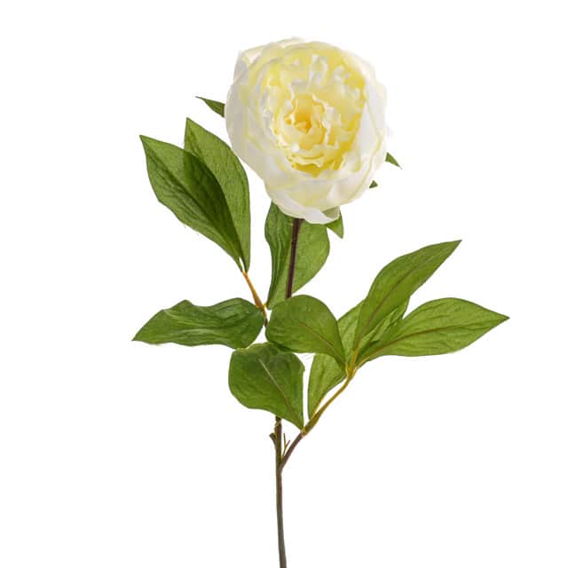 Artificial Peony Stem Cream 64 cm, realistic flower stem for decor, Keans Claremorris