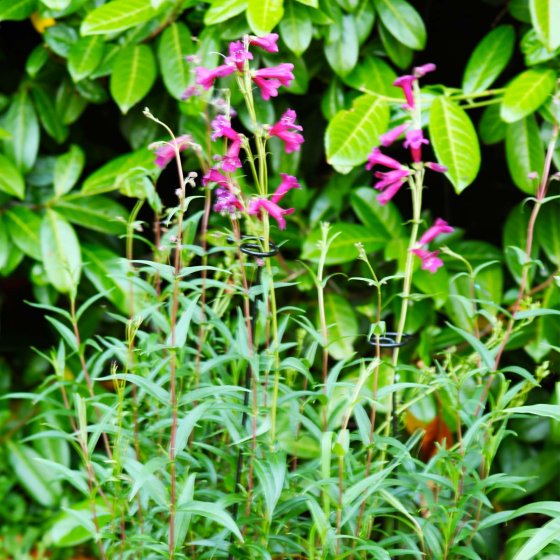 Smart Garden Gro-Stems 3-pack, 75cm powder-coated steel plant supports for short stems – Keans Claremorris