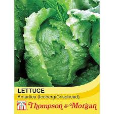Lettuce Antartica iceberg variety with dense crunchy hearts, resistant to tipburn and mildew, ideal for summer salads -