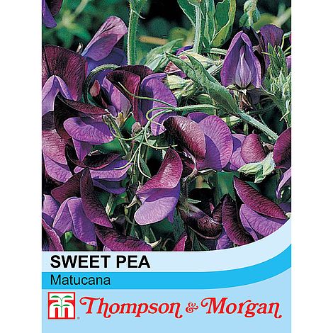 Sweet Pea Matucana S9-M3, bicolor crimson violet flowers, fragrant, hardy, 20 seeds, ideal for patios and fences – Keans