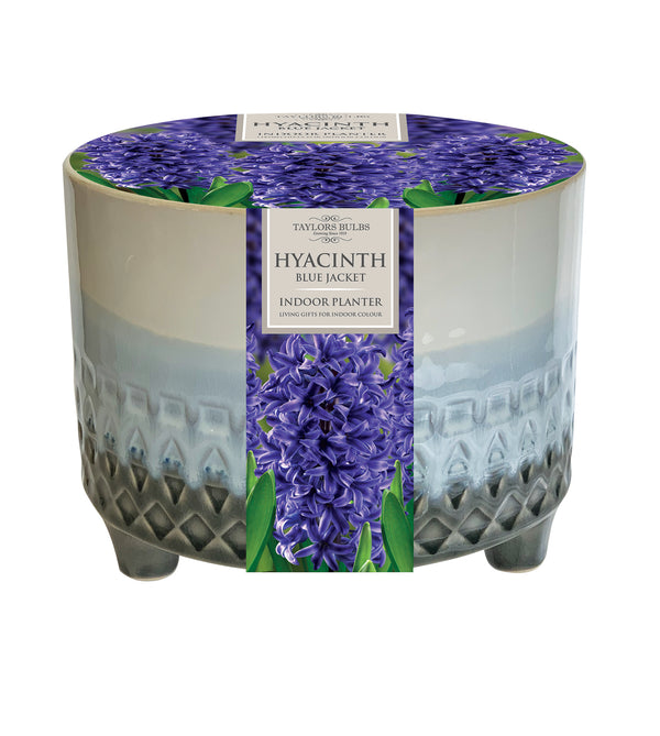 Indoor Hyacinth Bowl