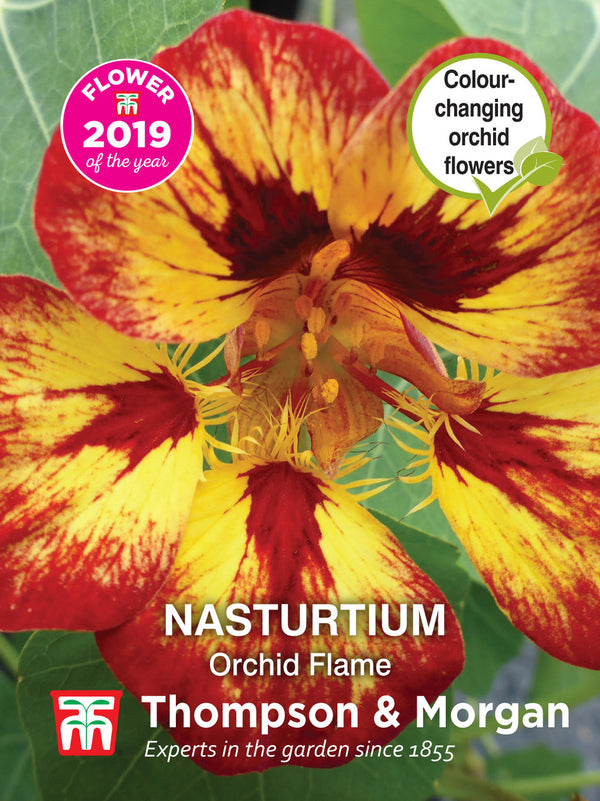 Nasturtium Orchid Flame F2-J6