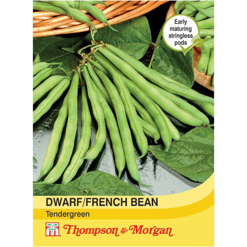 Dwarf Bean Tendergreen A4-J7 with fleshy, stringless pods, early maturing, 80 seeds – Keans Claremorris.