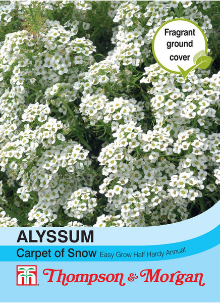 Alyssum Carpet Of Snow  J1-M5