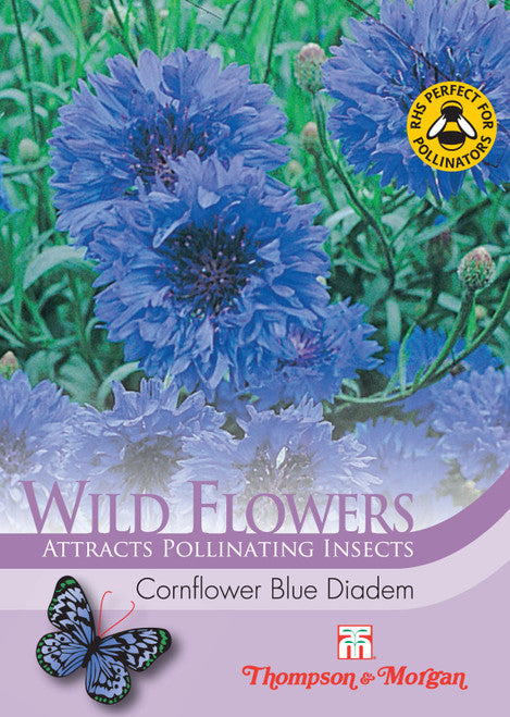 Wild Flower Cornflower Blue Diadem  M3-J6