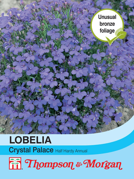 Lobelia Crystal Palace F2-A4 deep blue dwarf flowers, 4in tall, ideal for edging, hanging baskets – Keans Claremorris