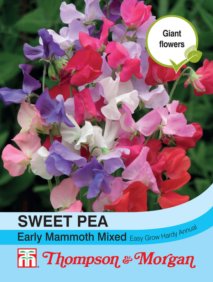 Sweet Pea Early Mammoth Mixed S9-M3 with large fragrant blooms, strong stems, 1.5m tall, 25 seeds - Keans Claremorris