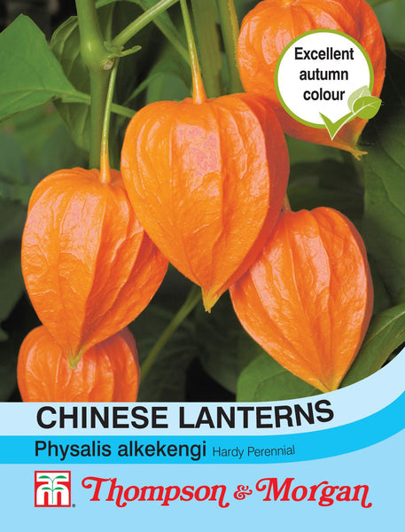 Chinese Lanterns (Physalis Gigantea) with huge scarlet lanterns, late summer bloom, easy to grow, 110 seeds - Keans