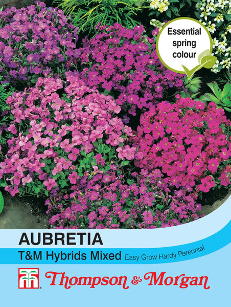 Aubrieta T&M Hybrids Mixed J7-F2 large-flowered cascading spring blooms, ideal for rockeries and borders – Keans Claremorris