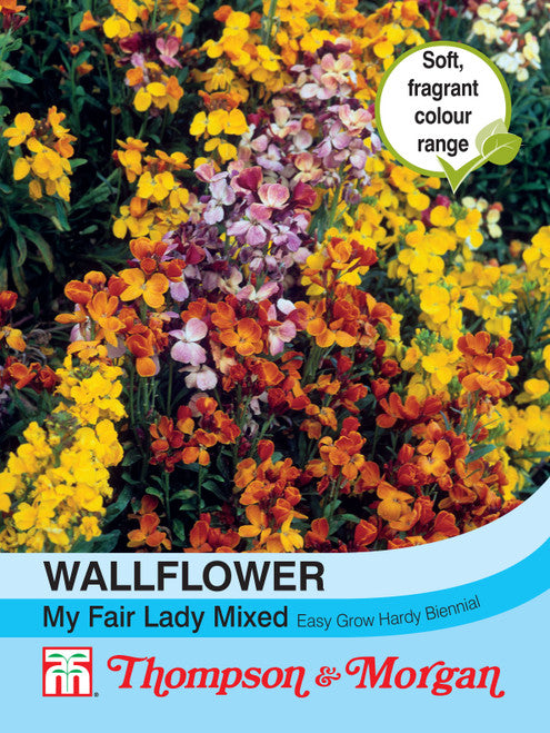 Wallflower My Fair Lady Mixed M5-J7