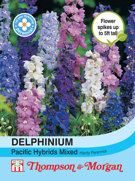 Delphinium Pacific Hybrids Mixed J6-M3