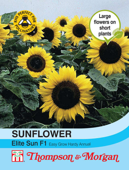 Sunflower Elite Sun F1 Hybrid  F2-M5