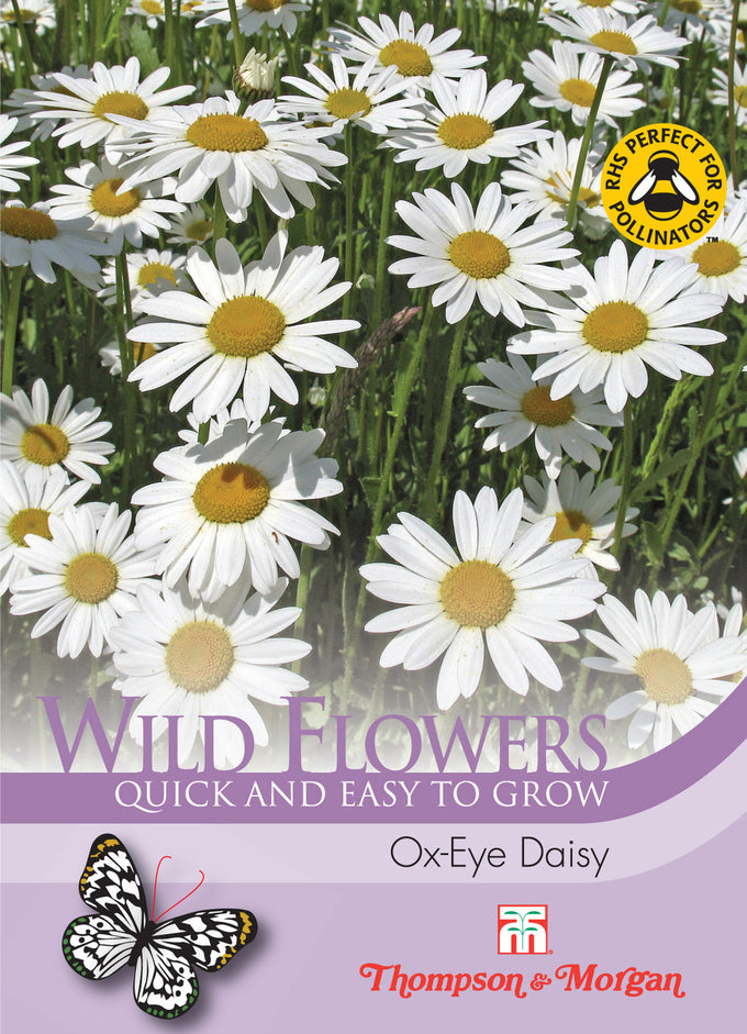 Wild Flower Ox-Eye Daisy seeds, silvery-white blooms with yellow centers, 45-60cm tall, 600 seeds - Keans Claremorris