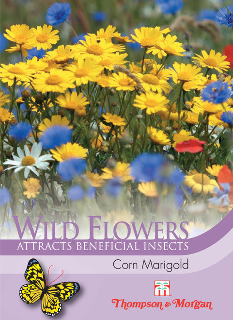 Wild Flower Corn Marigold M3-J6