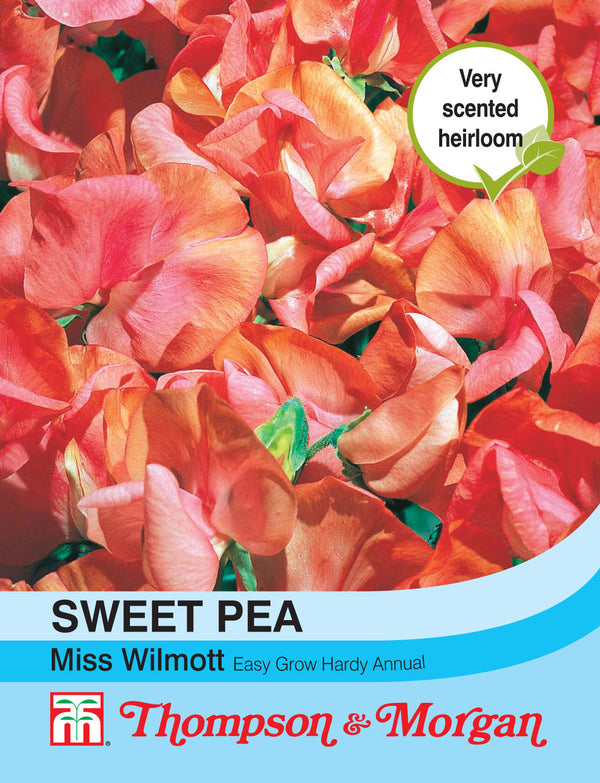 Sweet Pea Miss Willmott S9-M5